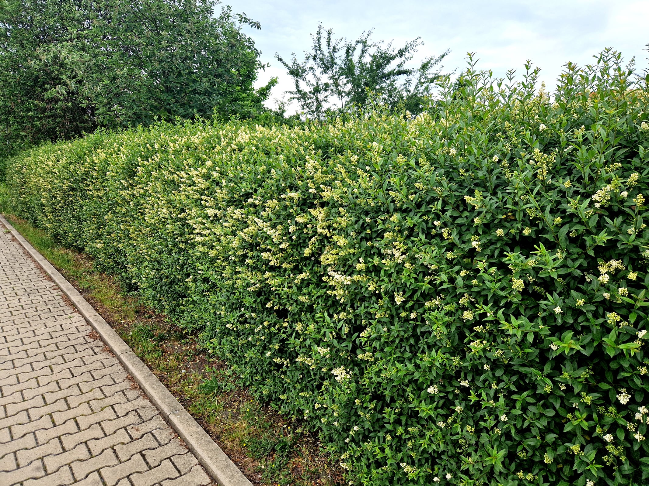 Healthy orchard from expert plant care